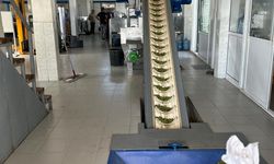 Zeytincilerin morali bozuk