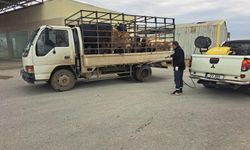 LTB, şap hastalığına karşı tüm tedbirleri hayata geçiriyor