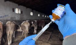 70 bin büyükbaş hayvan aşılanacak