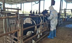 Aşılama için 30 ekip sahada