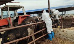 17 bin 300 büyükbaş hayvan aşılandı