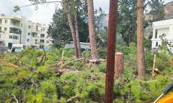 Boğazköy’de ağaç katliamı