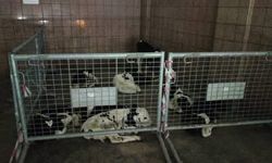 Gazimağusa’da kaçak hayvan geçişi engellendi