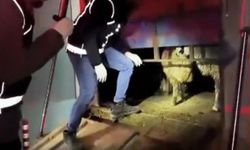 Hayvanların içinde uyuşturucu yakalandı