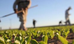 KKTC’de yaşayan Rum ve Maronitlere tarımsal destek ödemesi