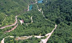 Türkiye'den ormanlarda dikkat çeken artış!