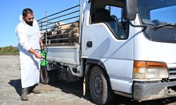 Belediyelerde şap alarmı