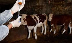 İskele bölgesinde Şap Hastalığı alarmı