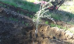 Parka dikilen yabancı zeytin ağaçlarını söktüler