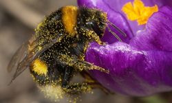 Seralarında Bombus arısı kullanan üreticilerin ödemeleri yapıldı