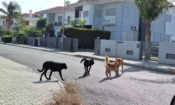 Başıboş köpekler korku salıyor
