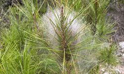 Çam Kese Böceğine karşı önlem şart