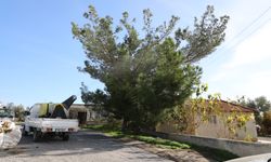 Değirmenlik Akıncılar Belediyesi, çam kese böceğine karşı ilaçlama çalışmasına başlıyor