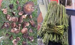 Doğa, bereketini sunmaya devam ediyor