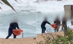 Deniz kaplumbağasına işkence