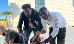 Girne Üniversitesi’nden Akdeniz Midyesi için umut veren keşif