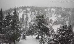 Trodos'ta beyaz büyü