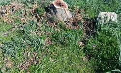 “Ver bakayım caydırıcı cezayı bir daha yapar mı?”