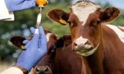 Güney Kıbrıs, şap aşılamalarına başlamak için KKTC’den gönderilecek 10 bin doz aşıyı bekliyor