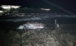 Akantou sahilinde 5 metrelik ölü balina bulundu