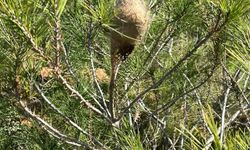 Genç fidanlarda da çam kese böceğine kurban