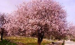 Baharın habercisi ağaçlar çiçeklenmeye başladı