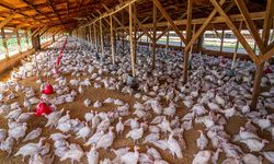 Prof. Dr. Tamer Şanlıdağ’dan Kuş Gribinde kritik uyarı