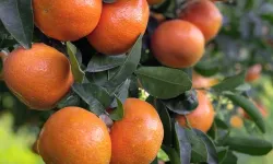 Dört üründe limit üstü ve tavsiye dışı bitki koruma tespit edildi