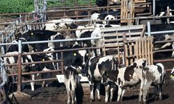 Şap hastalığıyla ilgili gelişmeler