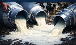 Süt fazlalığı hayvancıyı zorluyor