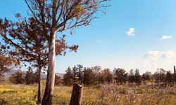 Bu ağaç katliamı neden görmezden geliniyor