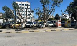 Böyle ağaç budama mı olur?