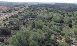 62 kuruluş İTÜ'ye orman arazisinin devredilmesini ortak açıklamayla reddetti