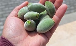 Şimdi çağla yemenin zamanı