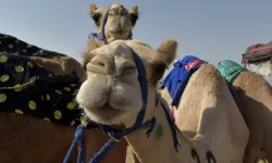 Yarışmayı kazanmak için develere botoks ve silikon bastılar