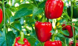 7 üründe limit üstü veya tavsiye dışı bitki koruma ürünü tespit edildi