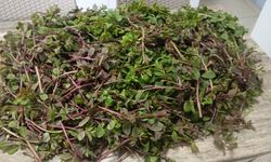 Gabariler erken yeşillendi