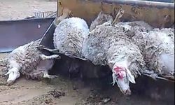 Şap ile mücadele eden Güney Kıbrıs’ta şimdi de “Sıhhi bomba” sorunu