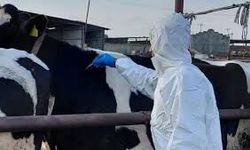 Şap hastalığı konusunda KKTC’de izlenen farklı tutum AB Komisyonu’nun gündemine getirildi