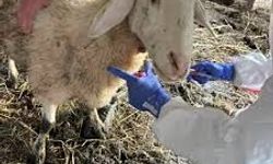 Hayvan itlaflarının durdurulması ihtimali düşük