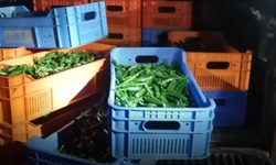 Biberlerle Güney Kıbrıs'a kaçak geçmeye çalışan Kıbrıslı Türk yakalandı