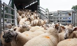 Şap bulaşmış çiftliklerden hayvan kaçırıyorlar
