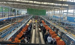 Narenciye İhracatçı Birlikleri: "İhracat sürecindeki engeller giderilsin”