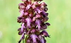 "14. Geleneksel Orkide Vadisi Gözlem Yürüyüşü" pazar günü yapılacak