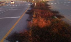 Otlar yolları tuttu