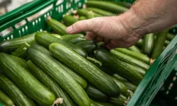 Zam şampiyonu salatalık