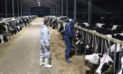 Güney Kıbrıs’ta şap hastalığı yayılıyor, vaka sayısı 41’e yükseldi