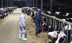 Güney’de şap hastalığı yayılıyor