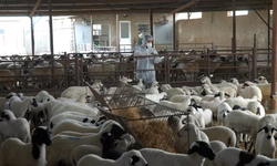 Kuzeydeki hayvanların da itlafını istediler