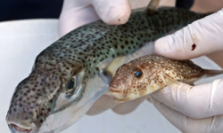 HP Balon Balığının büyük tehlike arz ettiğini söyledi ve teşviklerin arttırılması çağrısında bulundu